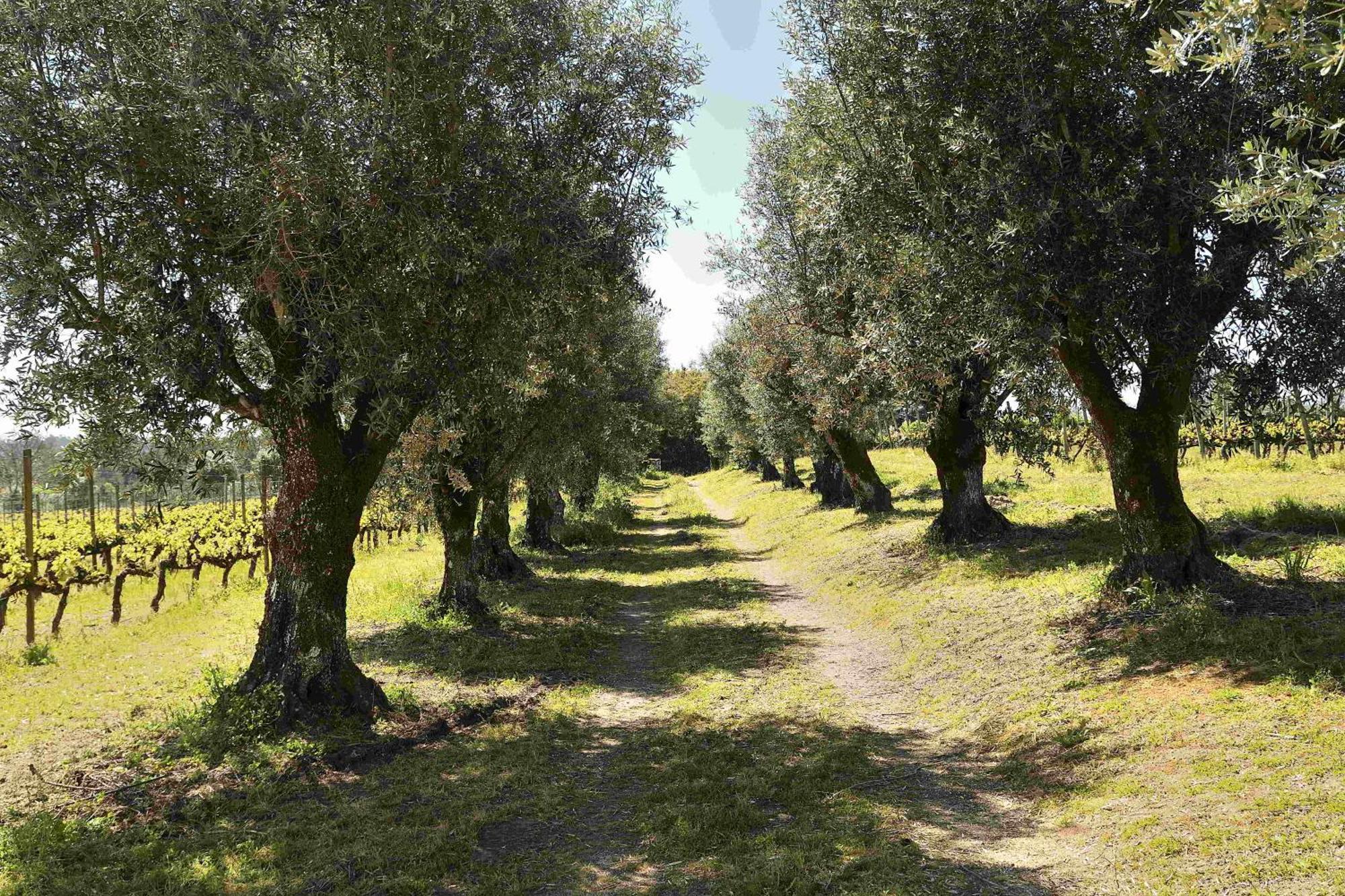 Quinta Da Fata Villa Nelas Dış mekan fotoğraf